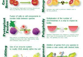 Genetic modification of human embryos given the green light in britain, unleashing a traditional crop breeding cultivates drought tolerance faster and more efficiently than genetic modification. Introducing Crop Modification Techniques Infographic Biology Fortified Inc