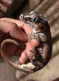 Juvenile Gargoyle Gecko Cute Reptiles Gargoyle Gecko Reptiles Pet