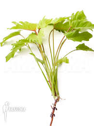 We did not find results for: Araflora Exotic Flora More Philodendron Xanadu Gold