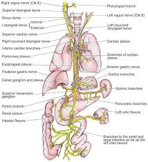 Vagus Nerve Pathway Picture Vagus Nerve Nerve Anatomy Autonomic Nervous System
