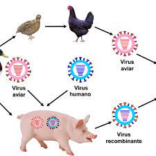 El virus h7n7 se contagia de un ave a otra y puede transmitirse de animal a persona, pero no de los síntomas comienzan como la gripe común y pueden derivar en tos, fiebre, dolor de garganta. Posibles Vias De Transmision De Virus De La Gripe Aviar Desde Las Aves Download Scientific Diagram