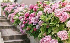 Jardines Con Flores Fotos De Ideas Para Decorar Espaciohogar Com