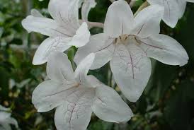 Image result for Mackaya