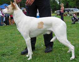 canaan dog primitive dog breeds from the online dog