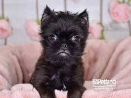 As the parent club for the brussels griffon in the united states of america, it is responsible for setting the standard against which griffons are judged at american kennel club dog shows. Brussels Griffon Puppies Petland Independence Mo