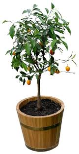 Hanging grow lights and gooseneck lights are popular and easy to set up to give your fruit trees a boost. Growing Fruit Trees In Containers Gardening Site