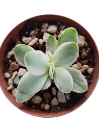 Image result for Crassula globularioides