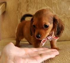 Video baby chaca dan baby puppy viral. Tiny Baby Baby Dachshund Cute Baby Animals Cute Dogs