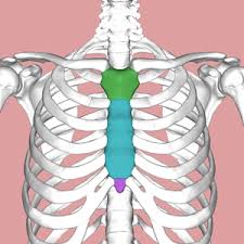 Sternal Pain Different Causes Physiopedia