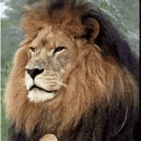 Log in to save gifs you like, get a customized gif feed, or follow interesting gif creators. Top 30 Lion Roaring Gifs Find The Best Gif On Gfycat