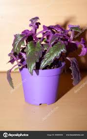 Image result for Gynura scandens