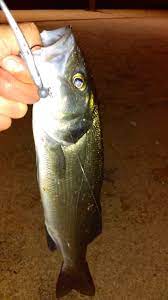 Night Sea Bass Fishing Spin Fishing Fish Spinning Fish Sea Bass Bass Fishing