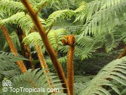 Image result for Cyphia erecta