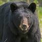 Spring Black Bear Hunt