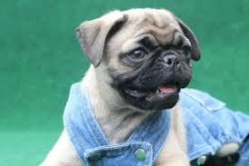 Check out our breed information page! 8 Best Pug Breeders In Texas 2021 We Love Doodles