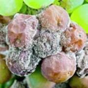 Image result for Botrytis cinerea