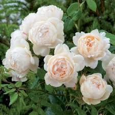 Jude the obscure's fragrance is smoky and fruity if i recall, with much larger flowers and a deeper, more yellow color than wollerton old hall. Wollerton Old Hall David Austin Roses Climbing Roses Austin Rose