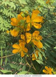 Image result for Senna hirsuta