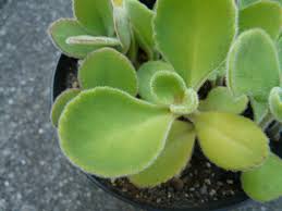 Image result for Kalanchoe lateritia