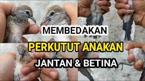 Tips Membedakan Anakan Perkutut Jantan Betina Youtube