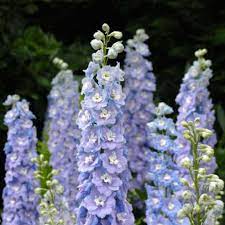 Delphinium is a genus of about 300 species of perennial flowering plants in the family ranunculaceae, native throughout the northern hemisphere and also on the high mountains of. Raider Blue Delphinium Flower Seed Savers Exchange