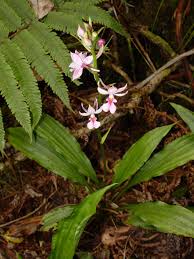 Image result for Satyrium volkensii