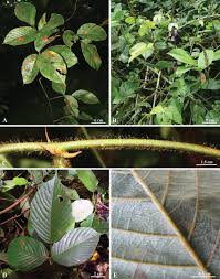 Image result for Macropsychanthus