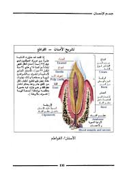 دراسات خاصة في التشريح ووظائف الأعضاء جسم الانسان free download borrow and streaming internet archive internet archive biology