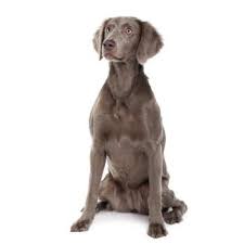 Image result for výmarský krátkosrstý ohař