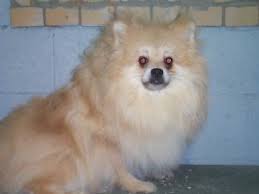 Look at pictures of pomeranian puppies who need a home. Pomeranian Puppies For Sale