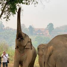 The largest elephant recorded was one shot in angola, 1974. Gtaef Helping Elephants Home Facebook