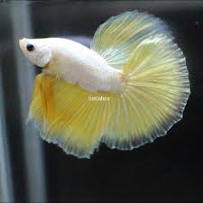 Then keep reading to find out all the common causes, as well as how to when your betta fish is bloated you'll notice that his belly begins to protrude out. Yellow Dragon Halfmoon Betta Fish Men S Fashion On Carousell