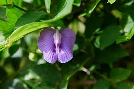 Image result for Centrosema