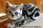 British Short Hair silver tabby - Kittens