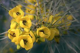 Image result for Cassia thyrsoidea