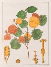 Image result for Maprounea