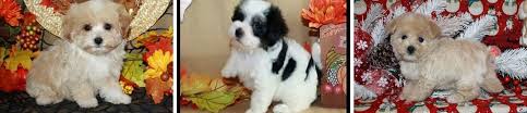 Puppies and dogs in florida. Maltipoo Puppies Teacup Maltipoo Puppies For Sale