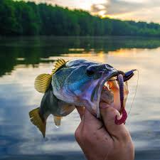 We caught alot of small males this day in shallow indicating the spawn is on. National Go Fishing Day At Clarks Hill Lake Visit Columbia County