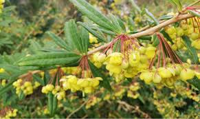 Image result for Berberis