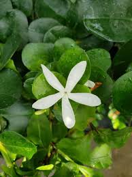 Image result for Carissa