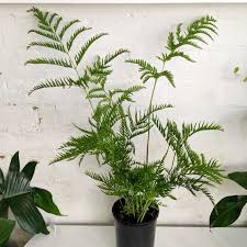 Image result for Pteris dentata