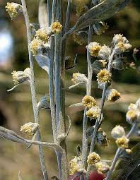 Image result for Artemisia sp.no.1