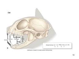 Dental Formula Cat Wikivet English