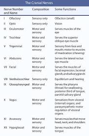 Cranial Nerves Class Anatomy Physiology Micro Nurse