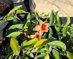 Image result for Lotononis crumanina