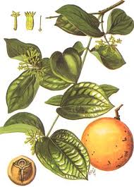 Image result for Strychnos