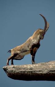 The Way Nubian Ibex Endangered Species Is Standing Reminds Me Of The Lion Animals Nature Animals Animal Pictures