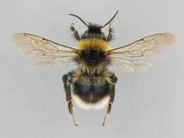 Image result for Bombus sylvestris
