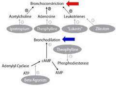 Respiratory Pharmacology Usmle Pharmacology Nursing Pharmacology Medical School Stuff