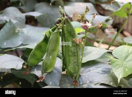 Image result for Dolichos sericeus